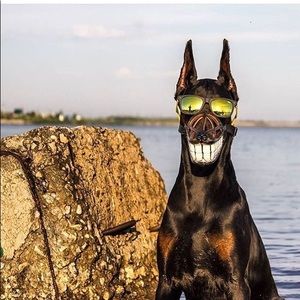 Meet your Posher, Wayne